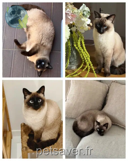gata lost   84510 Caumont-sur-Durance Oia