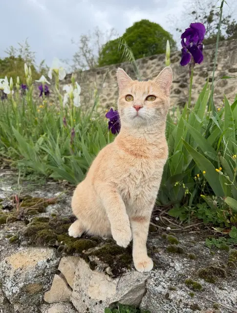 chatte lost   84160 Cucuron Paillette