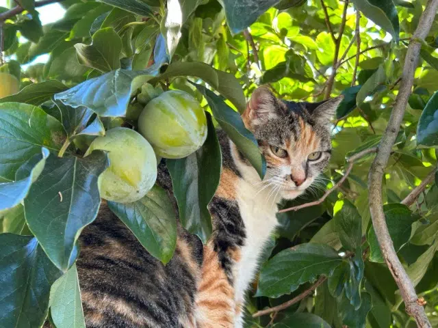 chatte lost   84850 Camaret-sur-Aigues Popy