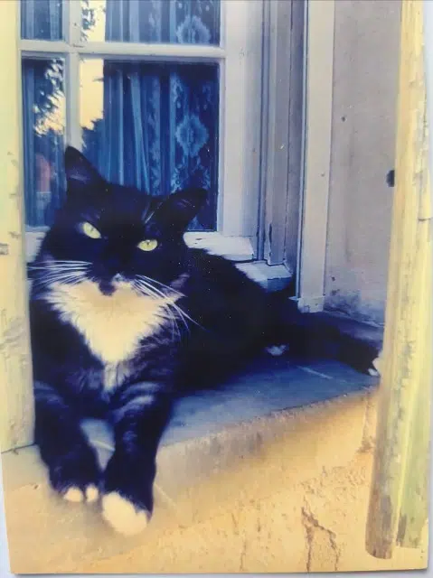 chatte lost   84800 L'Isle-sur-la-Sorgue Poupée