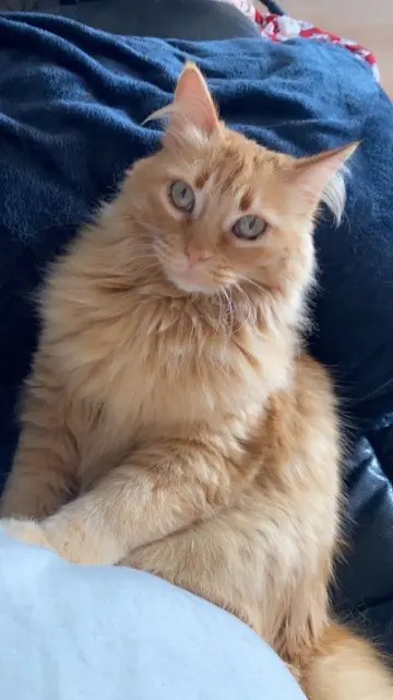chatte lost   84330 Caromb Princesse