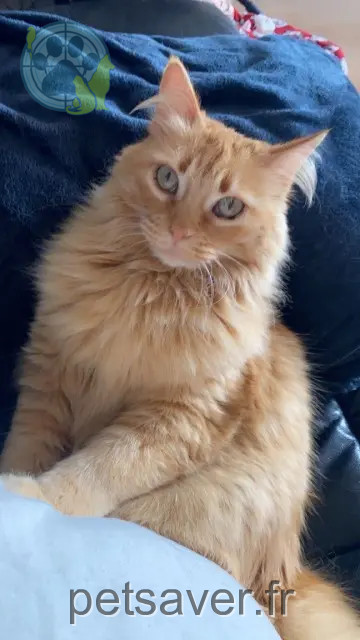 Katze vermisst 84330 Caromb Princesse Katze lost 84330 Caromb Princesse