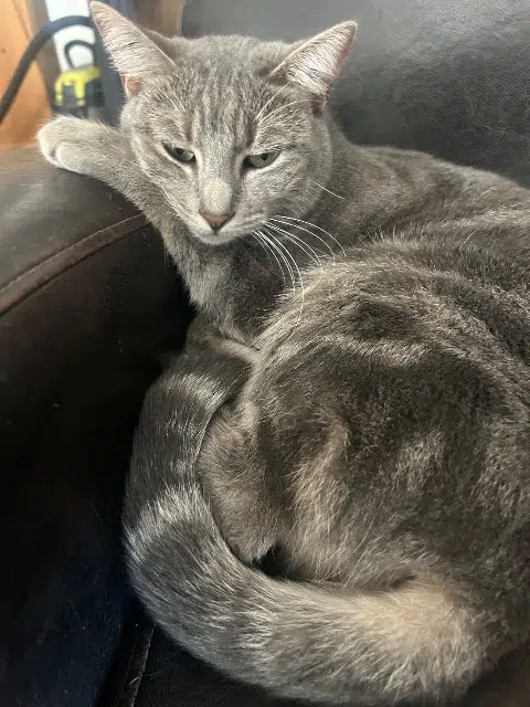 chatte lost   84270 Vedène Pupuce