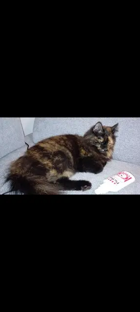 chatte lost   84300 Cavaillon Railey