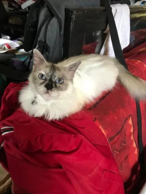 chatte lost   84130 Le Pontet Ruby