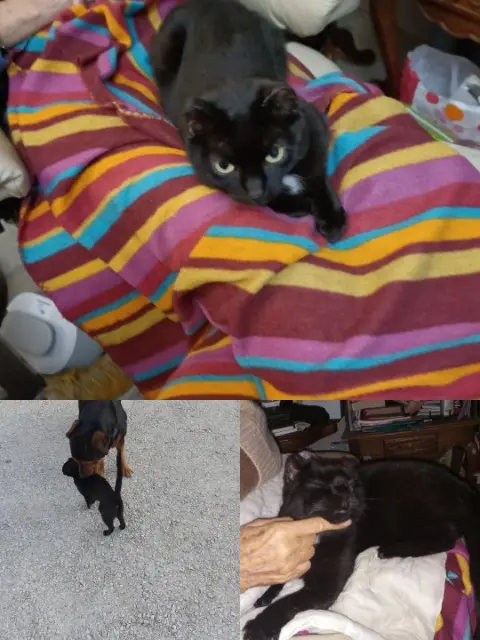 chatte lost   84810 Aubignan Sasha