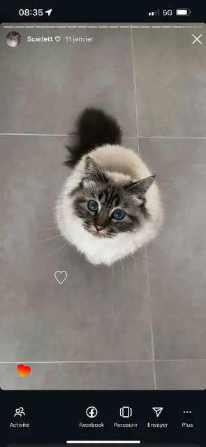 chatte lost   84290 Cairanne Scarlett