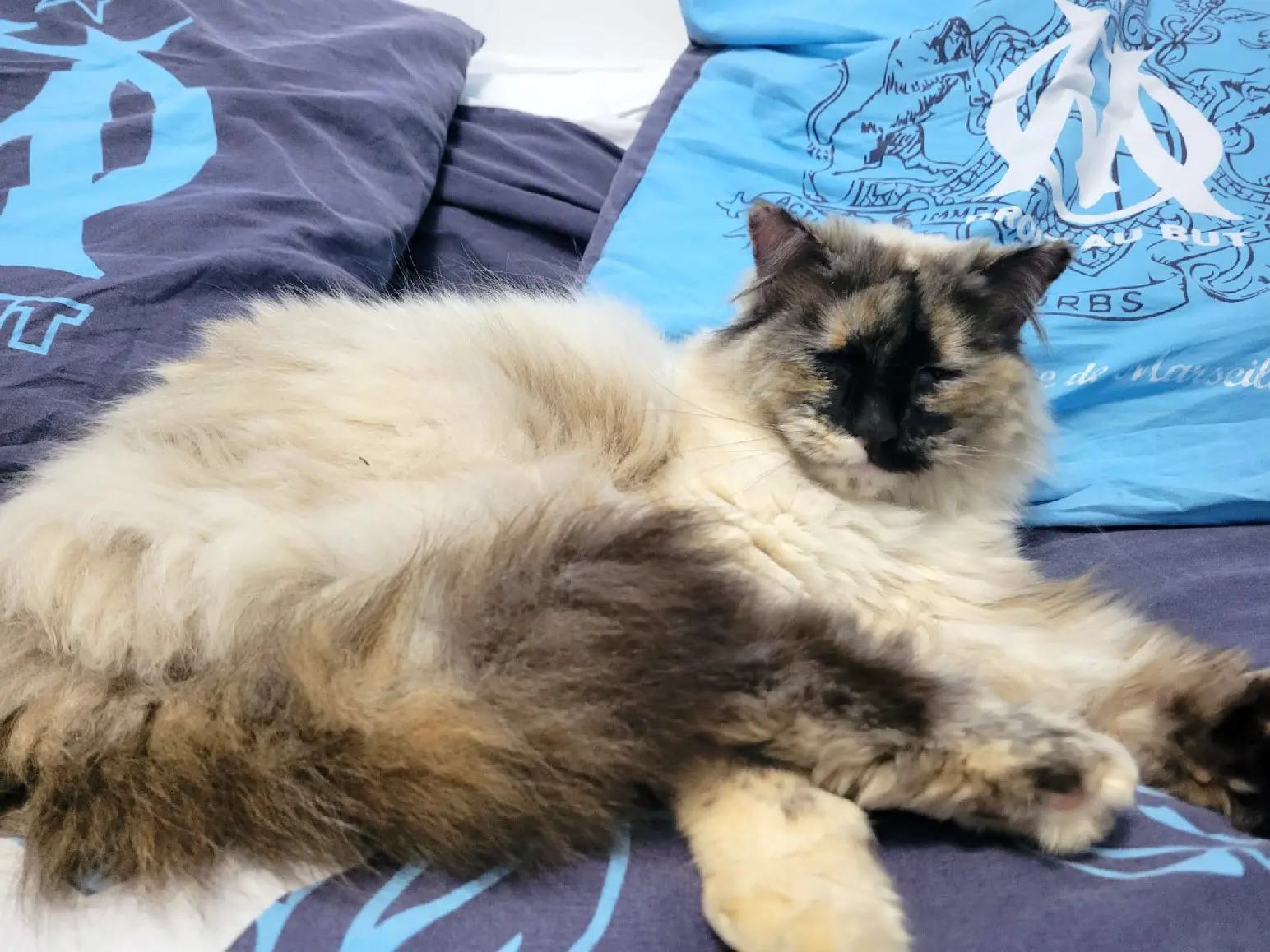 Chatte Perdue 84 Vaucluse - Sia Chatte Perdue 84 Vaucluse - Sia