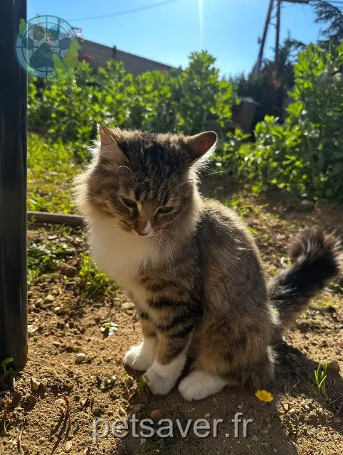 gatta lost   84200 Carpentras Suki