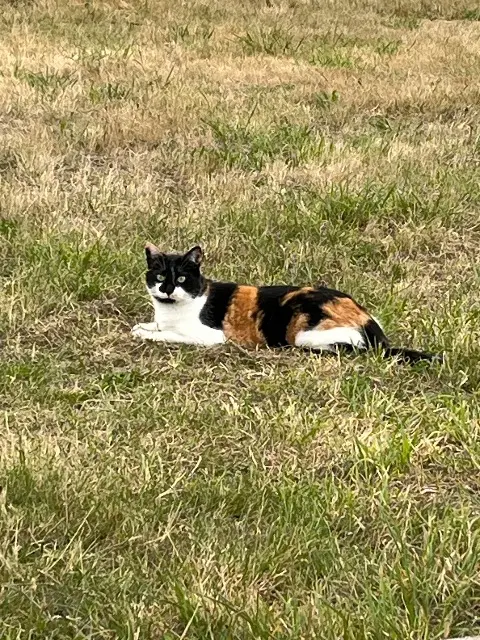 chatte lost   84400 Saignon Sunny