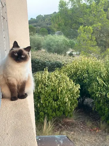 Chatte Perdue 84 Vaucluse - Tchoupy Chatte Perdue 84 Vaucluse - Tchoupy