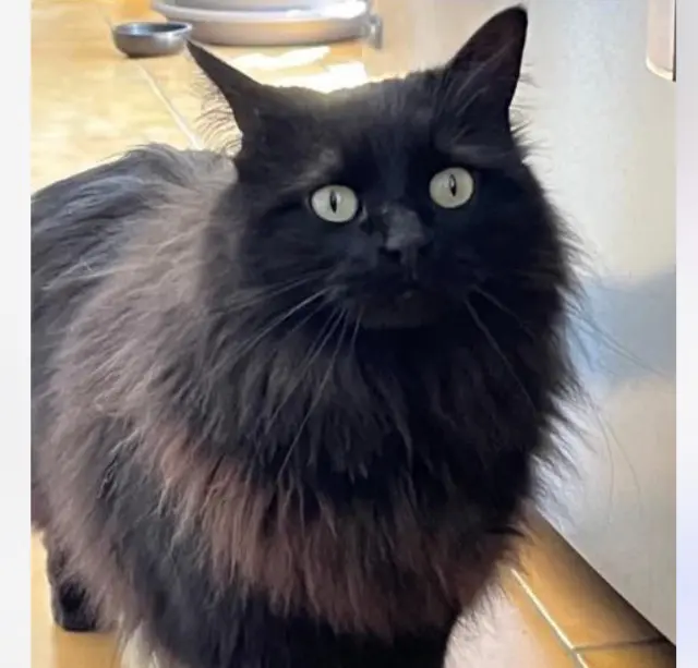 chatte lost   84120 Pertuis Tokyo