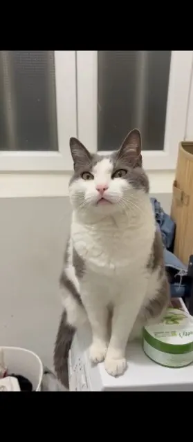 chatte lost   84100 Orange Toumimi