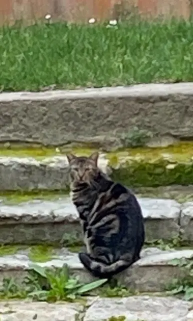 chatte lost   84500 Bollène Utah