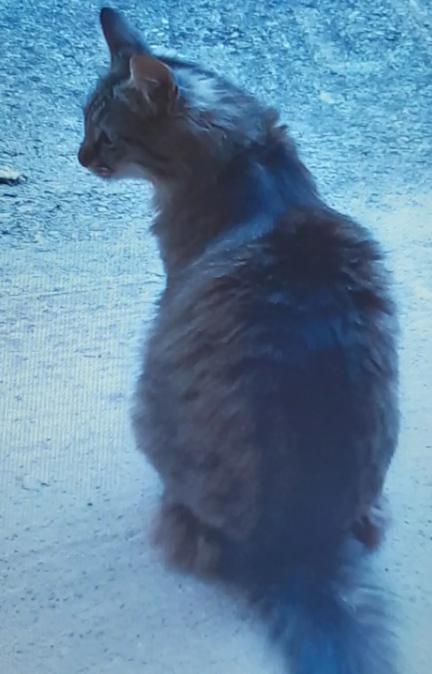 Chatte Perdue 84 Vaucluse - Vanille Chatte Perdue 84 Vaucluse - Vanille