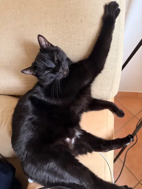 chatte lost   84110 Rasteau Vitamine