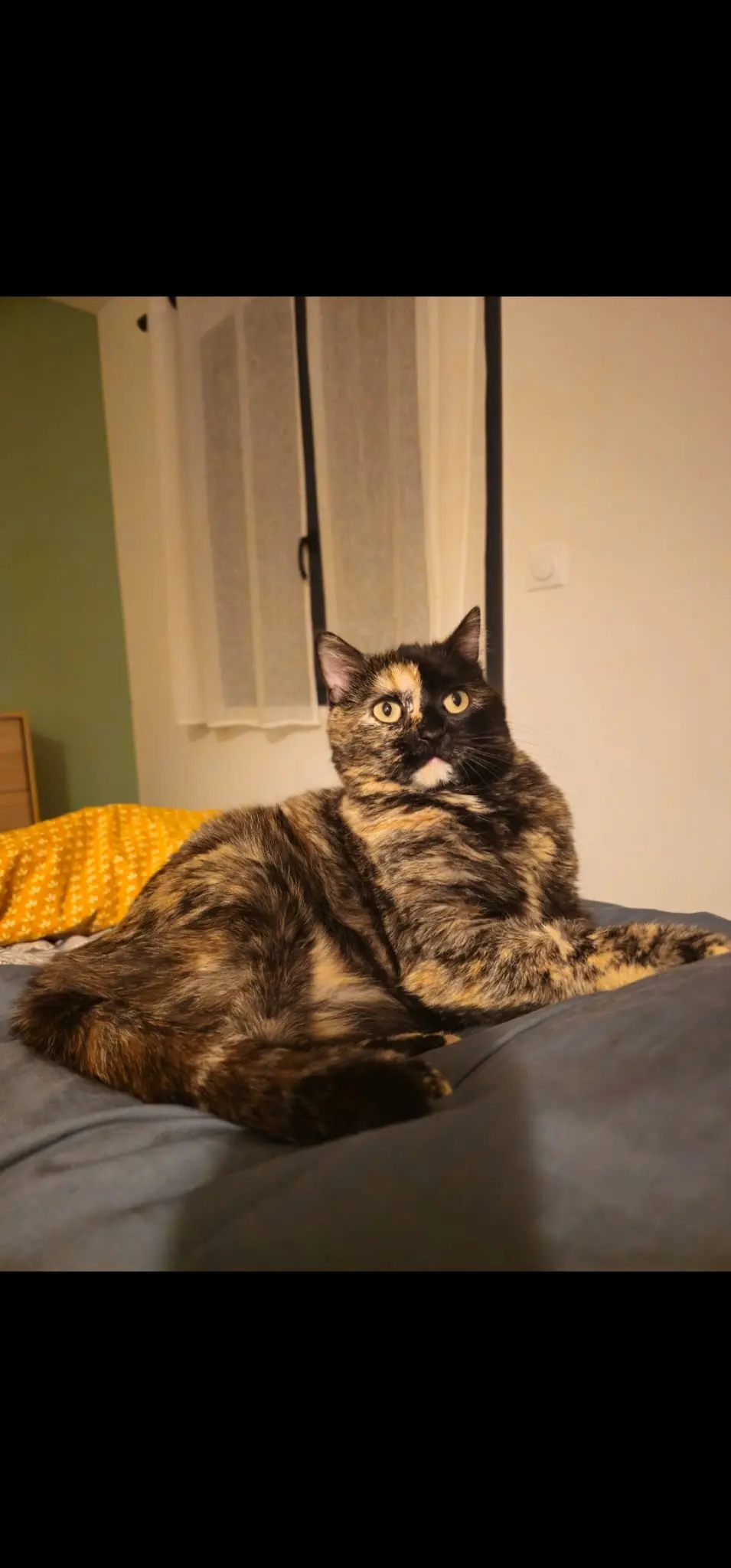 Chatte Perdue 84 Vaucluse Chatte Perdue 84 Vaucluse