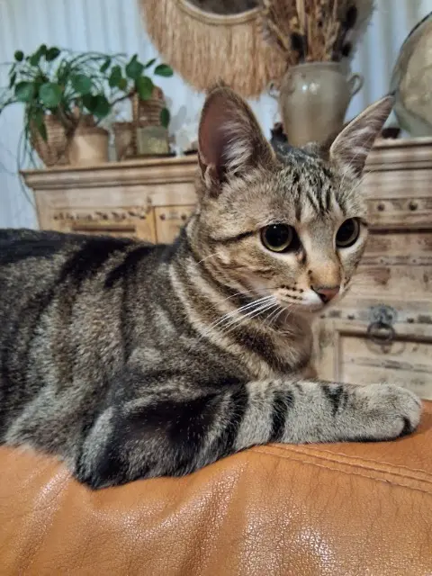 chatte lost   84320 Entraigues-sur-la-Sorgue Zohé