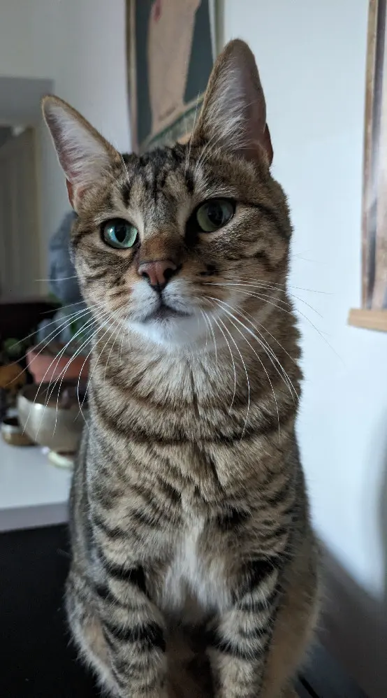 Chatte Perdue 84 Vaucluse Chatte Perdue 84 Vaucluse