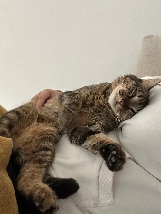 Chatte Perdue 84 Vaucluse Chatte Perdue 84 Vaucluse