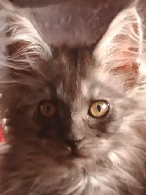 chatte lost   85300 Sallertaine Alba