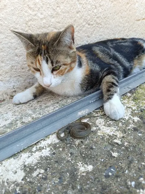 chatte lost   85450 Chaillé-les-Marais Angie
