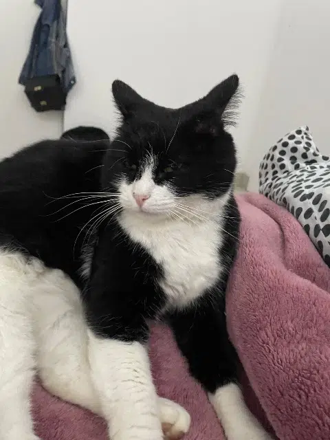 chatte lost    Les Sables-d'Olonne Anya