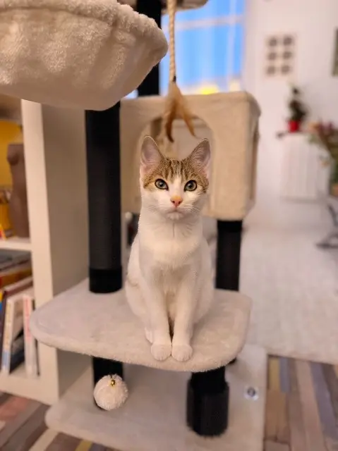 chatte lost   85210 La Réorthe Arya