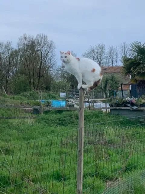 chatte lost   85430 Aubigny-Les Clouzeaux Péppa
