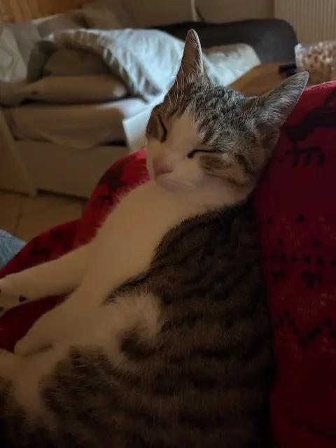 chatte lost   85800 Saint-Gilles-Croix-de-Vie Aïnesse