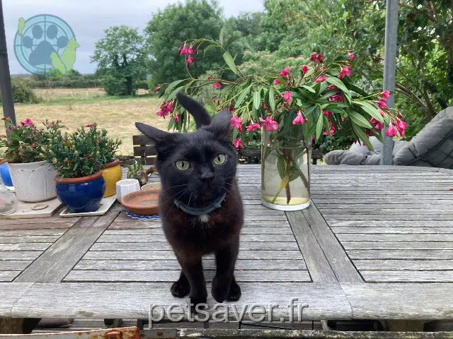 chatte lost 85220 L'Aiguillon-sur-Vie Billie