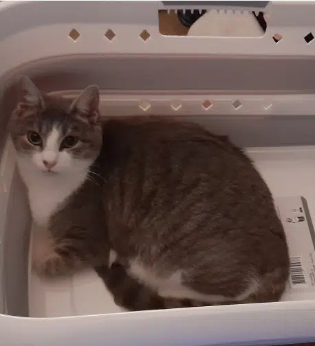 chatte lost   85420 Maillé Boo