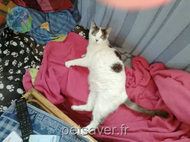 chatte lost   85470 Bretignolles-sur-Mer Bébé