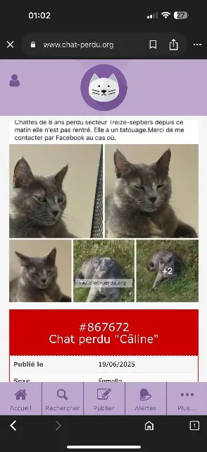 chatte lost   85600 Treize-Septiers Caline