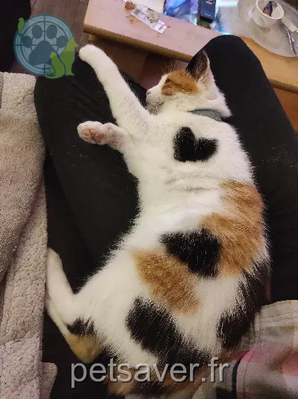 Chatte Perdue 85 Vendée Chanverrie Chatte Perdue 85 Vendée Chanverrie