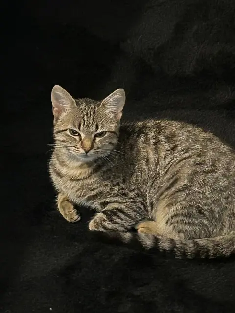chatte lost   85670 Saint-Paul-Mont-Penit Choxard