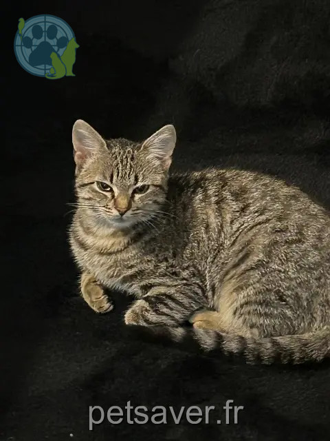 gata perdida 85670 Saint-Paul-Mont-Penit Choxard gata lost 85670 Saint-Paul-Mont-Penit Choxard