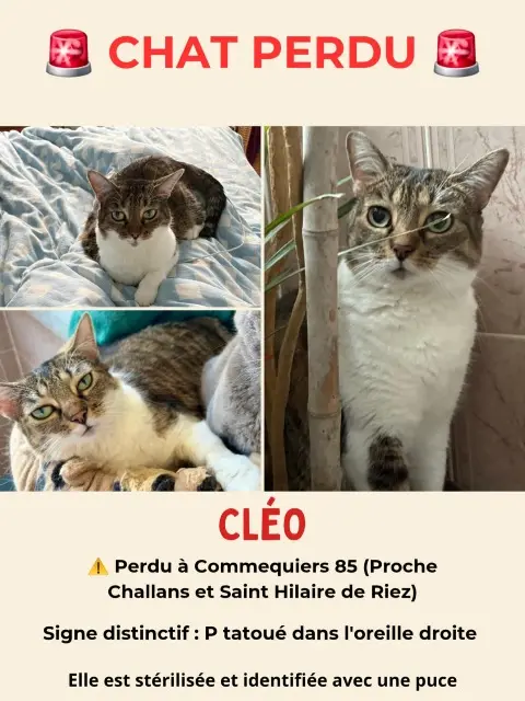 Katze vermisst 85220 Commequiers Cléo Katze lost 85220 Commequiers Cléo