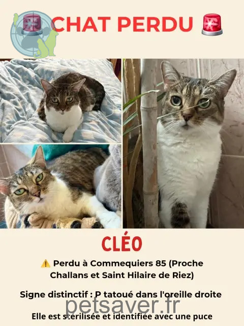 cat lost 85220 Commequiers Cléo cat lost 85220 Commequiers Cléo