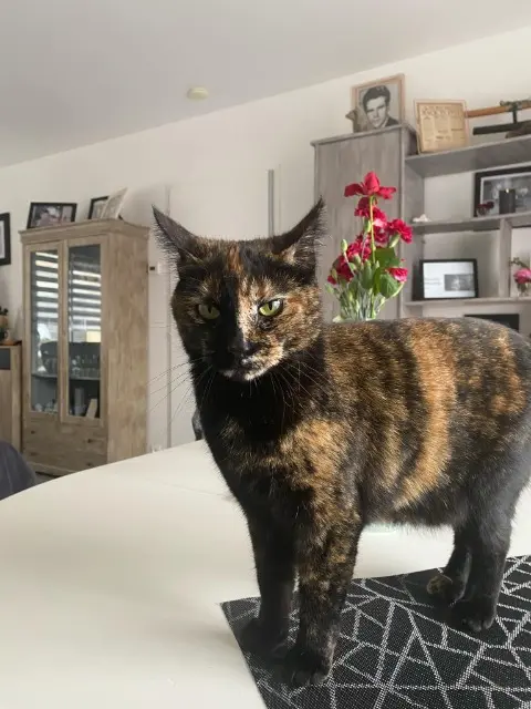 chatte lost   85610 Cugand-la-Bernardière Chipie