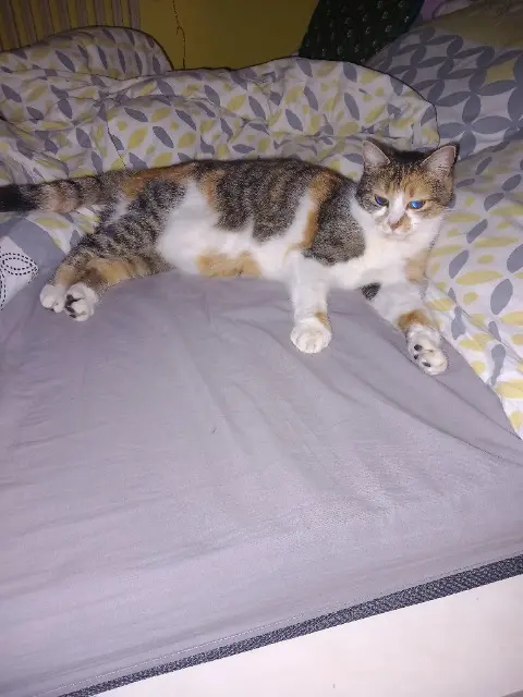 chatte lost   85610 Cugand-la-Bernardière Coco