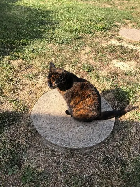 chatte lost   85200 Doix-lès-Fontaines Nala