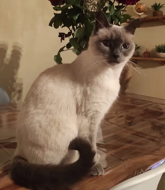 chatte lost   85140 Sainte-Florence FELINDRA