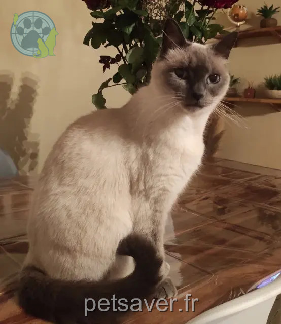 Katze vermisst 85140 Sainte-Florence felindra Katze lost 85140 Sainte-Florence felindra