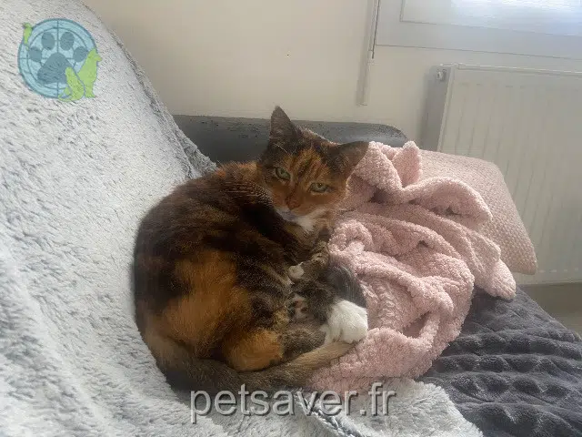 chatte lost   85660 Saint-Philbert-de-Bouaine Ficèle