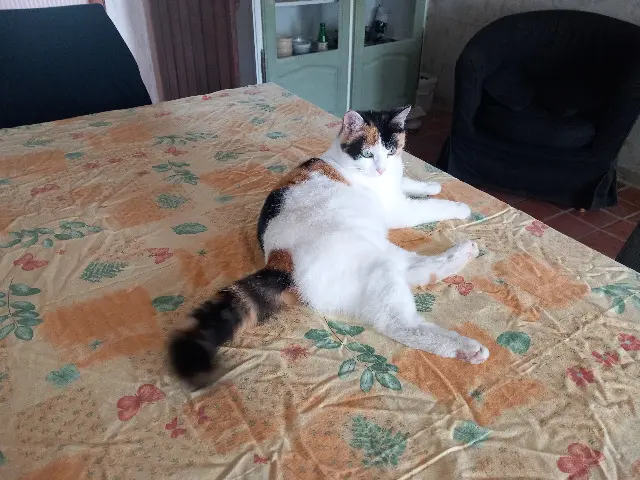 chatte lost   85170 Les Lucs-sur-Boulogne gaia