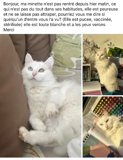 kat vermist 85170 Le Poiré-sur-Vie Gigi kat lost 85170 Le Poiré-sur-Vie Gigi