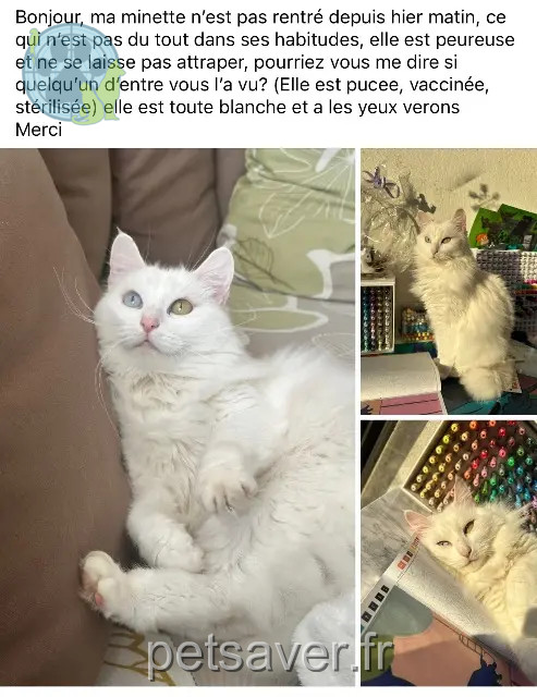 gatta persa 85170 Le Poiré-sur-Vie Gigi gatta lost 85170 Le Poiré-sur-Vie Gigi