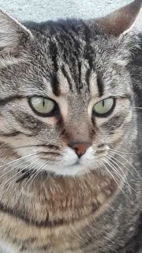 chatte lost   85500 Les Herbiers Gratoune