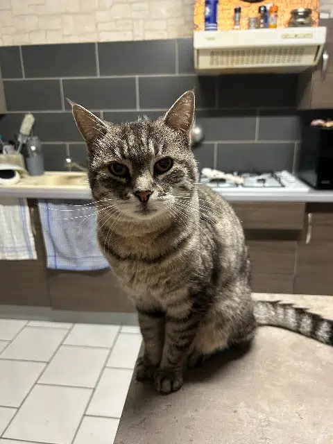 cat lost   85520 Jard-sur-Mer Inaya